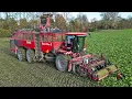 Harvesting Sugar Beets | Holmer Terra Dos 5-40 | Breure De Waard | 2025