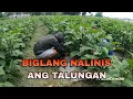 Download Lagu SYA ANG NAG RECOMMEND NG CHAI TAI NA AMPALAYA