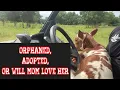 Orphaned Longhorn because we re all survivors of something