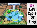 Life Cycle Of Frog Model Frog Life Cycle School Project Science Project craftthebest1