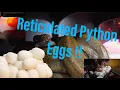 Reticulated Python Eggs