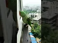 Download Lagu talking parrot mummy #cuteparrotshorts #popat #talkingparot