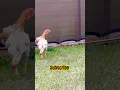 Lagu #newmusic #music #rap #explorepage #chicken #roosterfarm #shortvideos #pets #viralvideos #shortvideo