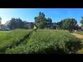 Download Lagu Elderly Neighbors were surprised I mowed this overgrown eyesore for free