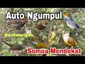 Download Lagu Suara pikat Burung prenjak Ribut!!Pikat Semua Jenis burung prenjak
