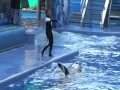 Dedicated to Dawn Brancheau who was killed February 24th 2010 by Tilikum