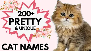 200 Pretty and Unique Female Cat Name Unique and Rare Cat Names Girl Cat Names