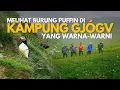 Download Lagu Melihat burung Puffin di Kampung Gjógv yang warna-warni | Travelog Faroe Islands Ep5