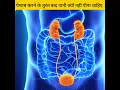 Download Lagu पेशाब करने के तुरंत बाद पानी नहीं पीना चाहिए 🤔 #shorts #youtubeshorts #facts #mrmjfact #amazingfact