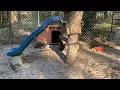 How do you introduce new foxes to each other