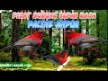Download Lagu pikat burung sepah raja