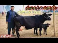 Lagu Today Gondal Mandi latest update 02Feb 2026!Low and Middle Prices MilkingCows!HF cow!#farming#cow 