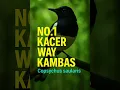 Download Lagu SUARA ASLI KACER HUTAN WAY KAMBAS #masteranburung #kacer #muraibatu #birdsounds #asli #gantangan