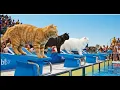Download Lagu Mama Cat’s Kitten Wins Swimming Competition 🏅 | Heartwarming Victory Moment