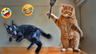 You Laugh You Lose🤣Funniest Dogs and Cats 2025😹🐶