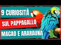 Download Lagu 9 Curiosità sul Pappagallo Ara Macao e Ara Arauna | Ara come prendersene cura | Prezzo