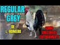 REGULAR GREY COMO CRUZARLOS EXITOSAMENTE