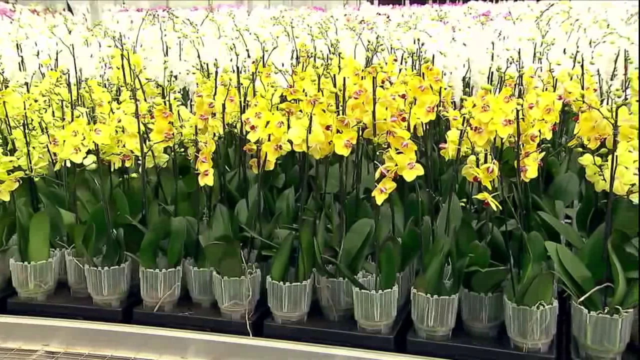 CUIDAR DE ORQUÍDEAS PHALAENOPSIS TECNOLOGIA PRA CUSTAR BARATO