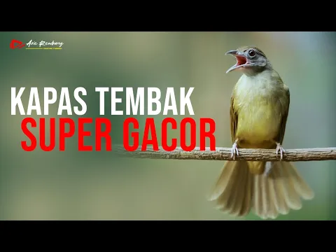 Download MP3 KAPAS TEMBAK GACOR SUPER NEMBAK