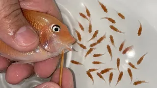 😍🐟 Nature at Its Best – Greshakei Cichlid Giving Birth!