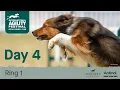 The Kennel Club International Agility Festival 2026 Day 4 Ring 1