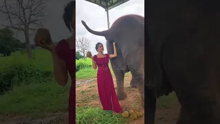 تفتكر ليه الناس دي بتجمع براز الفيل وبتعمل بيه ايه بظبط   دندنها