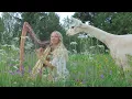 FAIRY TALE HARP FOR THE ALPACAS