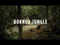 Download Lagu Borneo Jungle Birds - Heart of Borneo Sounds - 4K Sarawak Rainforest
