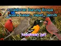 Download Lagu masteran rapat burung eropa
