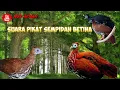 Download Lagu SUARA SEMPIDAN BETINA MEMANGGIL ANAK DAN JANTAN 100%