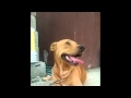CRUCE DE PITBULL CON LABRADOR COMO FUE CAMBIANDO