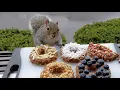Squirrels reactions to doughNUTS