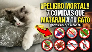 ¡PELIGRO! Nunca des estos alimentos a tu gato 🚫🐱
