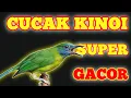 Download Lagu suara cucak kinoi betina gacor