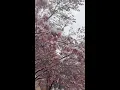 Wacky Weather In Washington DC