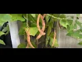 Download Lagu Sunset Runner Beans - Ready for Harvesting