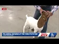 FFA animal showing at the York State Fair