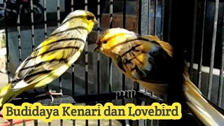 Download Cara mudah budidaya kenari dan Lovebird MP3