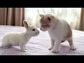 Download Lagu Cute Tiny Kitten Reacts to Baby Bunny [Cuteness Overload]
