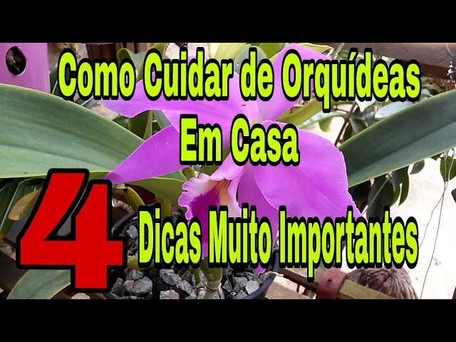 COMO CUIDAR DE ORQUÍDEA EM CASA