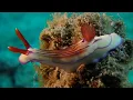 Download Lagu Amazing macro life in Pemuteran Bay, Bali Indonesia