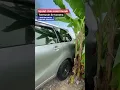 Download Lagu Mobil murah ganteng ganteng bosku, di bintang mobil porong sidoarjo