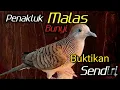 Lagu Perkutut lokal gacor penakluk malas bunyi 