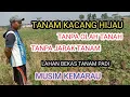 Download Lagu Cara Tanam Kacang Hijau Dilahan Sawah || mengatasi hama ulat dan kutu kebul daun kacang hijau kuning