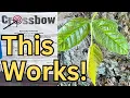 Kill Poison Ivy Fast With Crossbow Weed Killer
