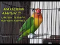 Download Lagu masteran untuk terapi love bird bahan Konslet