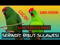 Download Lagu (BARET MERAH SULAWESI)MASTERA \u0026 Pikat SERINDIT suara jernih #serinditgacor #burung