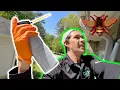 Prevent Carpenter Bees by Knowing 3 Facts