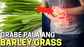 ito pala ang matinding epekto sa katawan ng barley grass benefits and side effects of barley grass