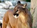 Download Lagu Wild Animal Sounds - Puma Sounds - Animal Sounds Real
